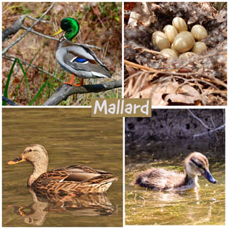 Mallard
